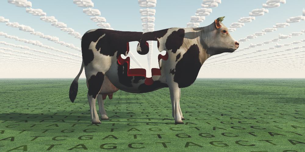 Genetically Modified Cattle